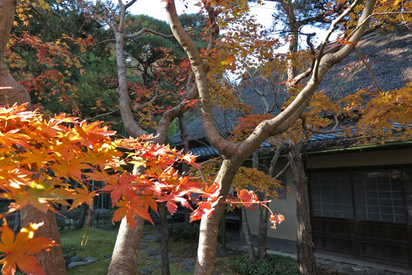 平成29年(2017年)12月10日(土)、一条恵観山荘の紅葉。
