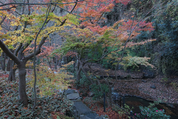 平成29年(2017年)12月10日(土)、一条恵観山荘の紅葉。
