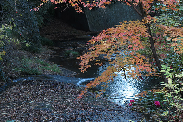 平成29年(2017年)12月10日(土)、一条恵観山荘の紅葉。