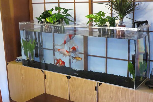 「和喫茶 金魚の栖」の水槽。こちらには、コメットや朱文金(しゅぶんきん)などが泳いでいます。