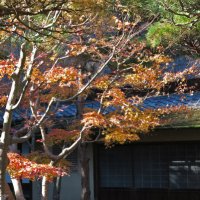 紅葉と一条恵観山荘。