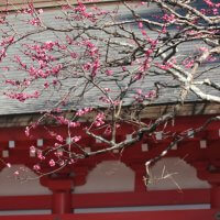 平成30年(2018年)1月31日(水)、荏柄天神社の寒紅梅。寒紅梅は春に咲く白梅紅梅と違い、冬の花ですから見頃を迎えています。
