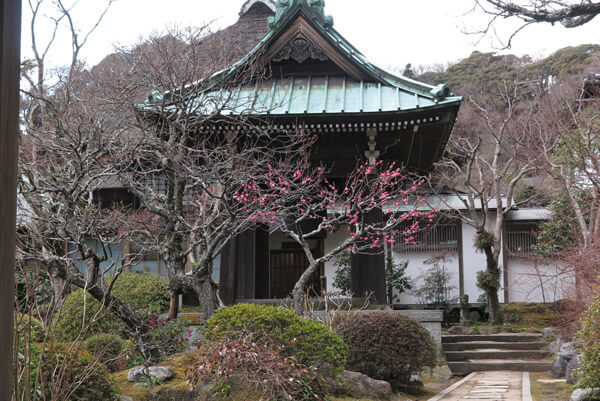 平成30年(2018年)2月8日(木)、海蔵寺の梅