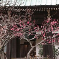 平成30年(2018年)2月8日(木)、海蔵寺の梅