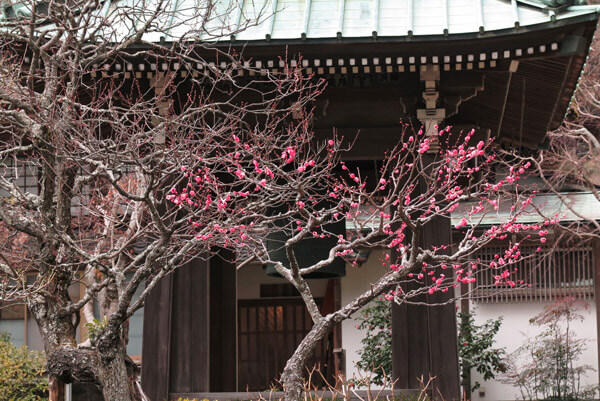 平成30年(2018年)2月8日(木)、海蔵寺の梅