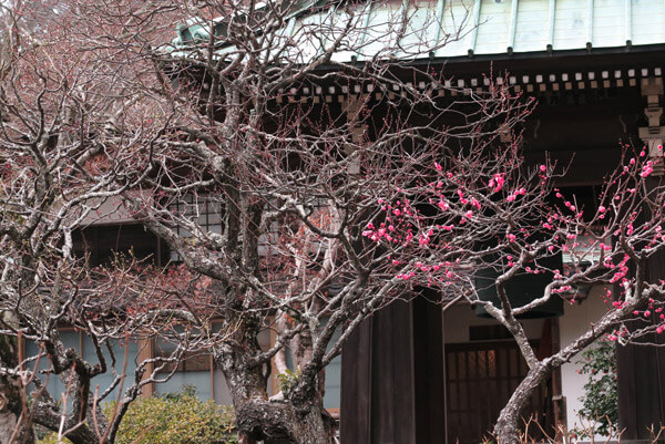 平成30年(2018年)2月8日(木)、海蔵寺の梅