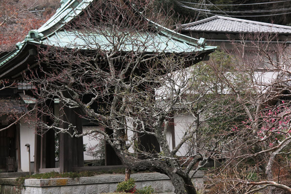 平成30年(2018年)2月8日(木)、海蔵寺の梅