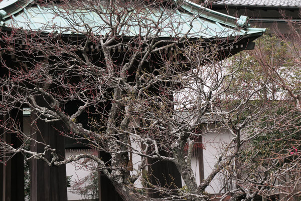 平成30年(2018年)2月8日(木)、海蔵寺の梅