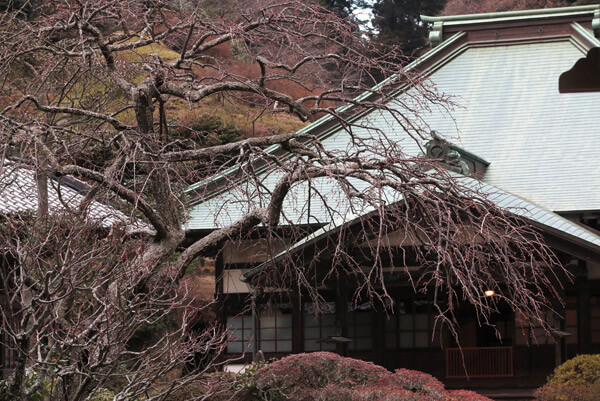 平成30年(2018年)2月8日(木)、海蔵寺の梅