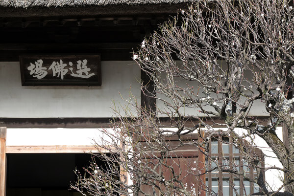 平成30年(2018年)2月16日(金)、円覚寺の梅