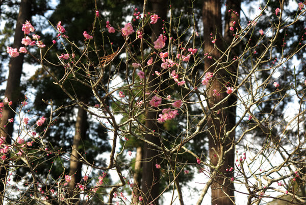 平成30年(2018年)2月16日(金)、円覚寺の梅