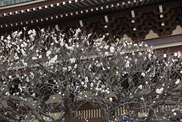 平成30年(2018年)2月16日(金)、円覚寺の梅