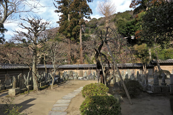 平成30年(2018年)2月16日(金)、円覚寺、百観音の梅