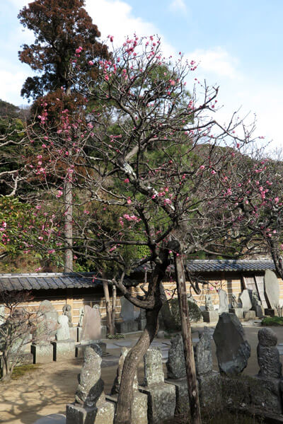 平成30年(2018年)2月16日(金)、円覚寺、百観音の梅