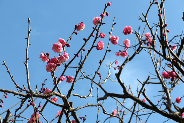 平成30年(2018年)2月16日(金)、円覚寺、百観音の梅