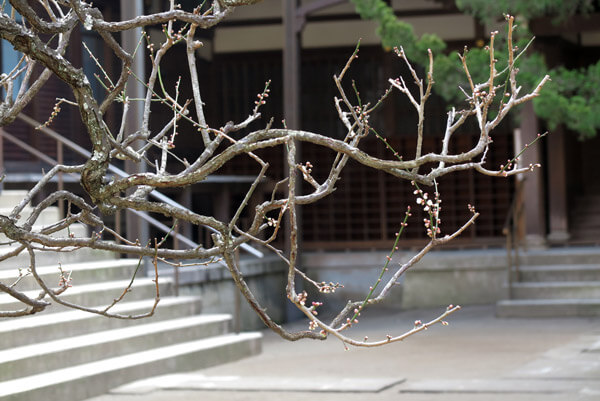 平成30年(2018年)2月16日(金)、円覚寺、百観音の梅
