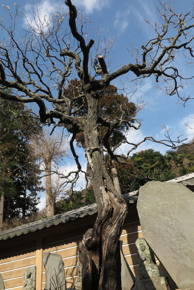 平成30年(2018年)2月16日(金)、円覚寺、百観音の梅
