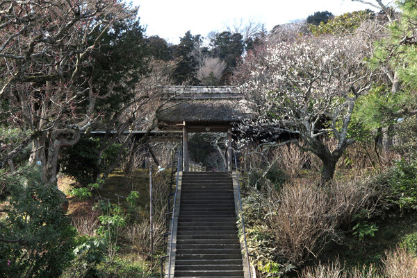 平成30年(2018年)2月16日(金)、東慶寺の梅