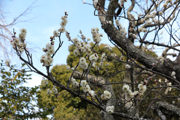 平成30年(2018年)2月16日(金)、東慶寺山門前の梅