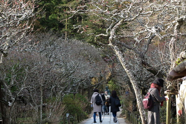 平成30年(2018年)2月16日(金)、東慶寺の梅。梅に囲まれた参道はまだあまり咲いていません。