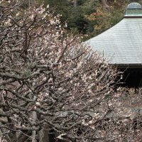 平成30年(2018年)2月23日(金)、瑞泉寺の梅。開花の早い、上にある本堂の平場。