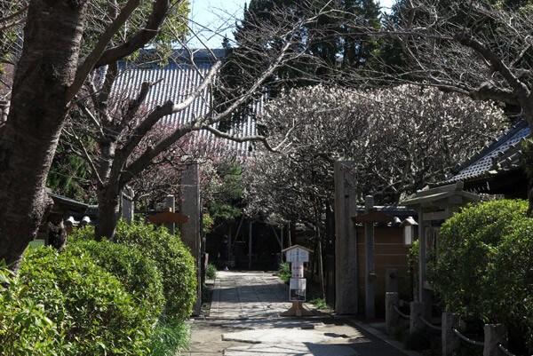 平成30年3月1日(木)、宝戒寺の梅。宝戒寺の参道は並木になっており、手前半分が桜、奥が梅です。