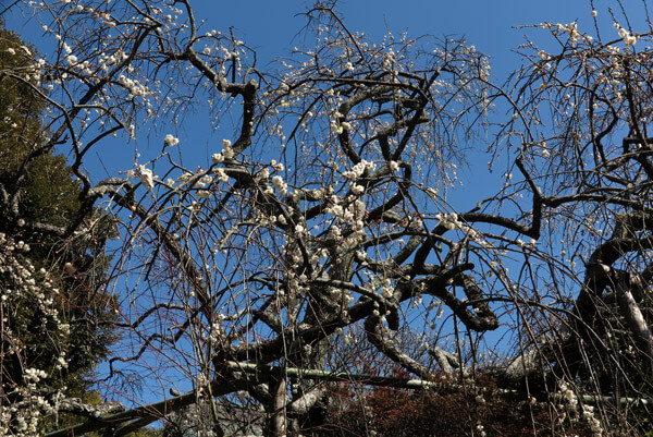 平成30年3月1日(木)、宝戒寺の枝垂梅。