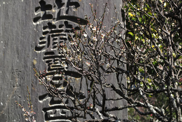 平成30年3月1日(木)、宝戒寺の梅。