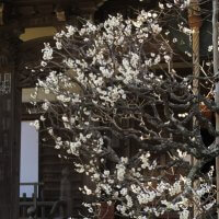 平成30年3月1日(木)、宝戒寺の梅。
