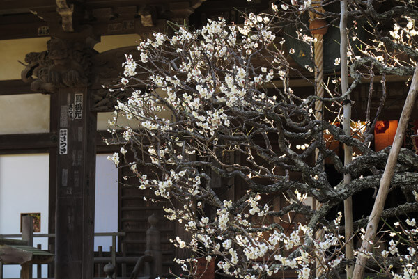 平成30年3月1日(木)、宝戒寺の梅。