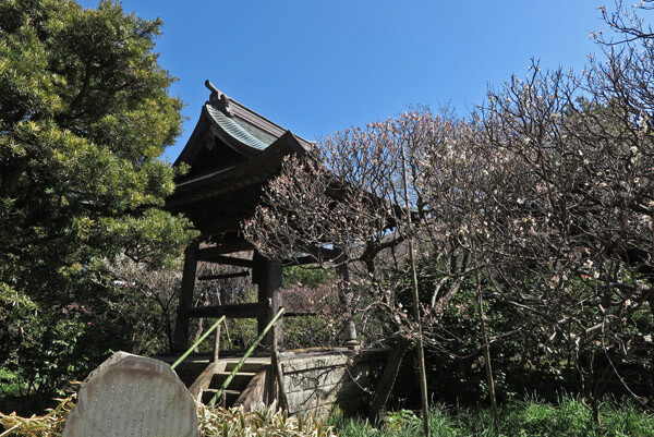平成30年3月1日(木)、宝戒寺の梅。