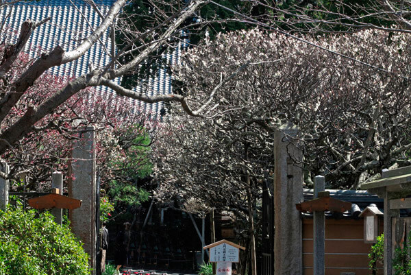 平成30年3月1日(木)、宝戒寺の梅。
