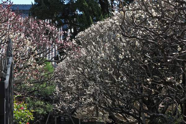 平成30年3月1日(木)、宝戒寺の梅。