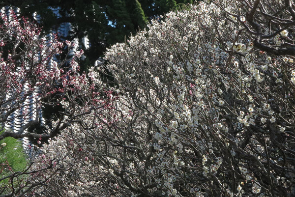 平成30年3月1日(木)、宝戒寺の梅。