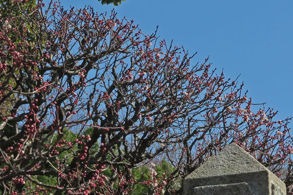 平成30年3月1日(木)、宝戒寺の梅。