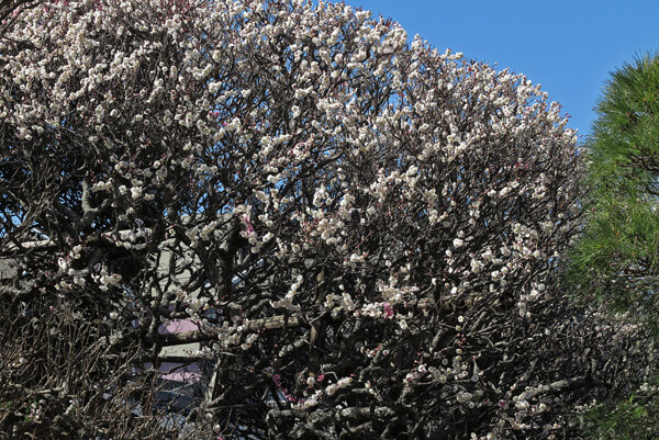 平成30年3月1日(木)、宝戒寺の梅。