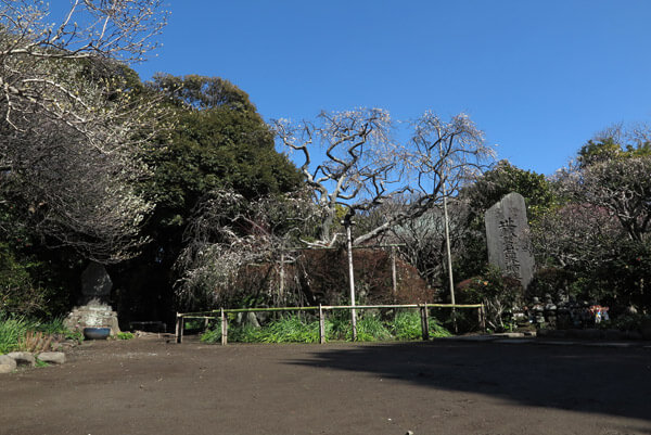 平成30年3月1日(木)、宝戒寺の枝垂梅。