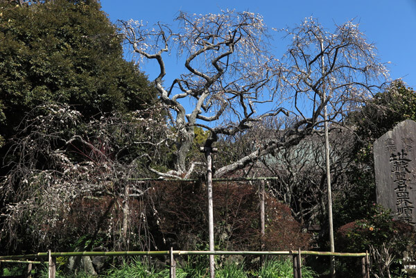 平成30年3月1日(木)、宝戒寺の枝垂梅。