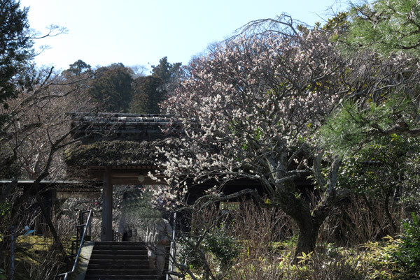 平成30年3月1日(木)、東慶寺門前の梅。最も開花が進んでいます。