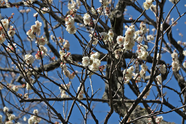 平成30年3月1日(木)、東慶寺門前の梅。最も開花が進んでいます。