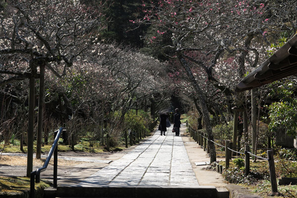 平成30年3月1日(木)、東慶寺の梅。かなり咲きました。