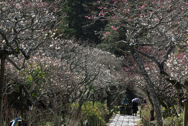 平成30年3月1日(木)、東慶寺の梅。かなり咲きました。