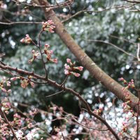平成30年(2018年)3月23日(金)、源氏山の桜。日当たりが良いのか開花が進んでいる木です。