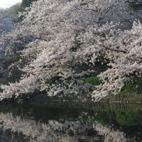 平成30年(2018年)3月29日(木)、鶴岡八幡宮の桜。