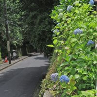 平成30年(2018年)5月24日(木)、成就院のあじさい。