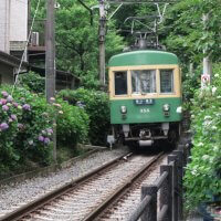 平成30年(2018年)5月31日(木)、御霊神社のあじさい。