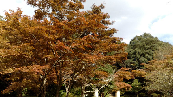 平成28年(2016年)10月29日、源氏山の紅葉。