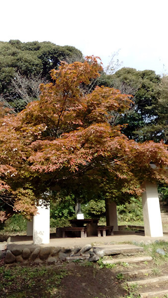 平成28年(2016年)10月29日、源氏山の紅葉。