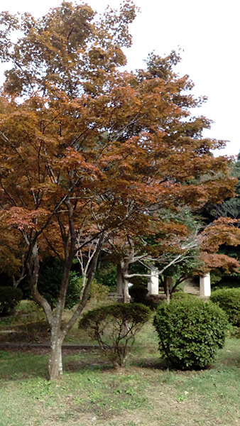 平成28年(2016年)10月29日、源氏山の紅葉。