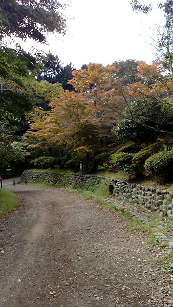 平成28年(2016年)10月29日、源氏山の紅葉。